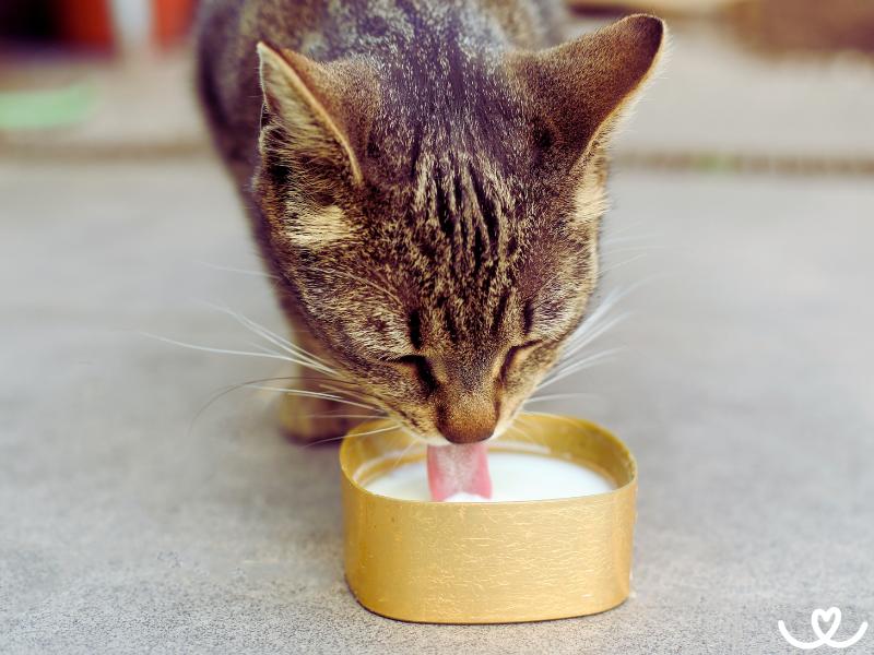 Muze-kocka-mleko (2)